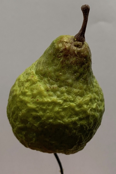 Birne geschrumpelt, grün